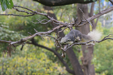 A white and grey squirrel playing in a botanical garden.
