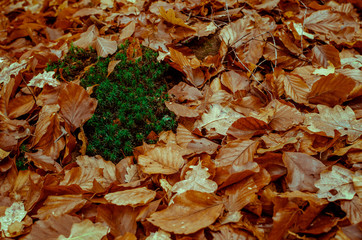 hojas secas de otoño