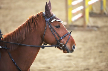 Head of a beautiful young sporting horse during competition outdoors.
