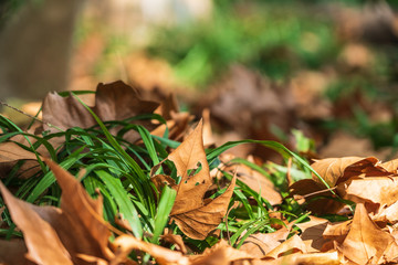 Fallen leaves on the lawn