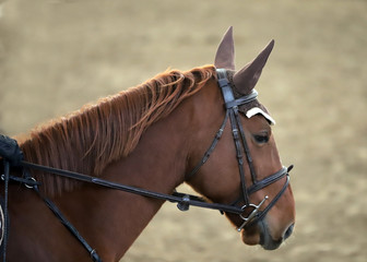 Head of a beautiful young sporting horse during competition outdoors.
