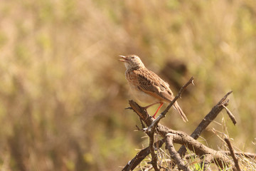 Birds of South Africa - Rufous-Naped Lark