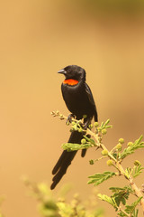 Birds of South Africa - Red-Collared Widowbird