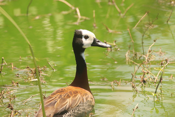 Birds of South Africa - White-Face Whistling Duck