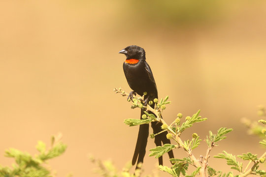 Birds of South Africa - Red-Collared Widowbird