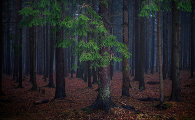 harmonious trunks of trees in the foggy forest