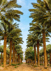Plantation of date palms. Image depicts advanced tropical and desert agriculture in the Middle East