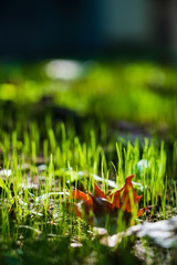 Fallen leaves on the lawn