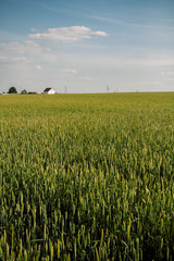 the green field of wheat against the background of the blue sky and houses standing on the horizon
