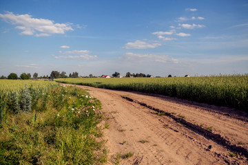 the road passing across the field wheat against the background of the blue sky