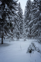the winter forest shrouded in white snow