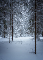 the winter forest shrouded in white snow