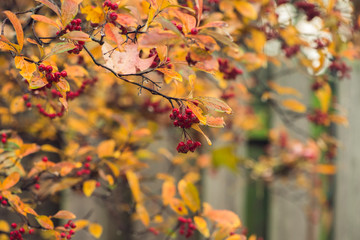 branch with red berries and golden autumn foliage