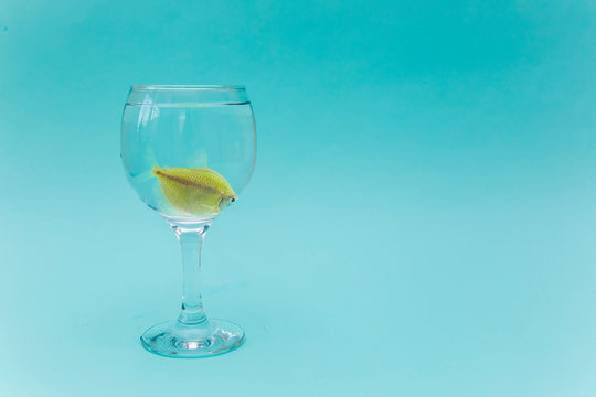 Yellow fish in a glass on a blue background