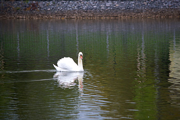 White swan on the lake.