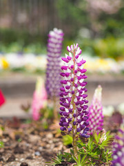 Obraz premium purple flowers in the garden
