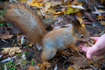 Squirrel eating nuts from man hand.