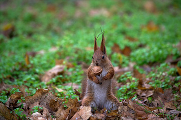 Squirrel on the ground with nuts in teeth.