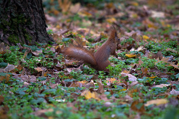 Squirrel on the ground with nuts in teeth.