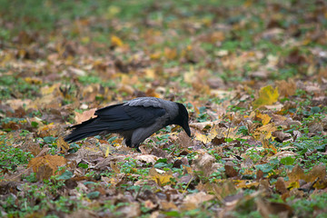 Fototapeta premium Old raven on the ground.