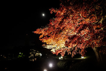 Lighten Up Autumn Leaves at Night in Kyoto