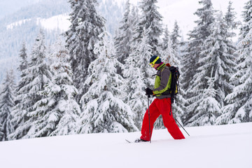 Fototapeta na wymiar Adventurer goes snowshoeing among huge pine trees