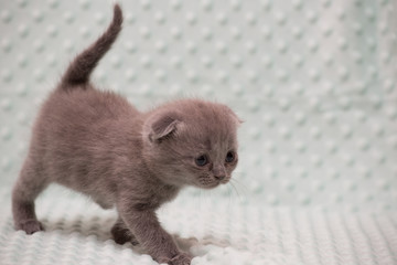 Fototapeta na wymiar little gray kitten