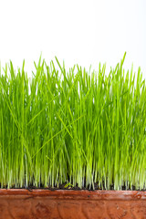 Fresh green wheat grass on the white