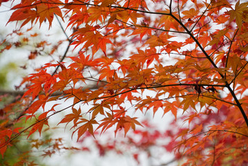 Beautiful Autumn Leaves in Kyoto