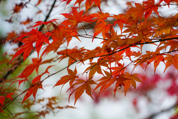 Beautiful Autumn Leaves in Kyoto