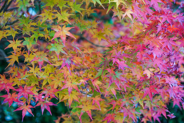 Obraz na płótnie Canvas Beautiful Autumn Leaves in Kyoto