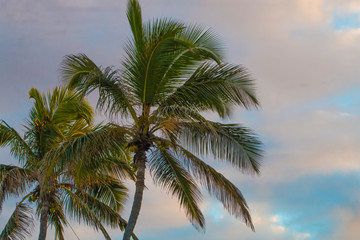 Fototapeta na wymiar A palmeira na praia