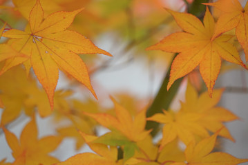 Naklejka na ściany i meble Beautiful Autumn Leaves in Kyoto