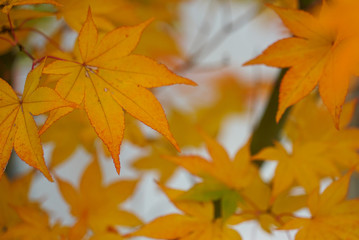Beautiful Autumn Leaves in Kyoto