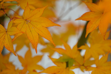 Naklejka na ściany i meble Beautiful Autumn Leaves in Kyoto