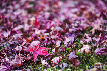 Beautiful Autumn Leaves in Kyoto