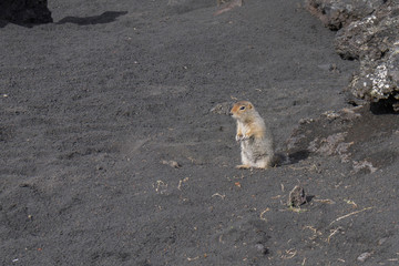 Ground squirrel stands on its hind legs and looks around in search of danger