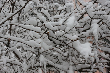 Snow lies on the branches of trees