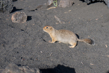 Ground squirrel  in summer coat runs on volcanic ash