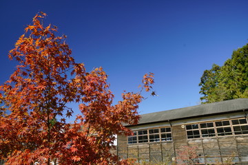 木造校舎の小学校と紅葉