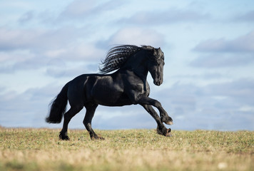 horse on the meadow