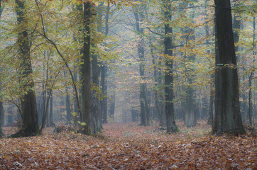 Obraz premium Jesiennie i mgliście