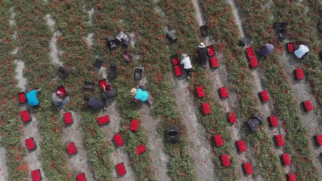 Rossano,Italy,19 August 201. drone flying over farmers picking tomatoes