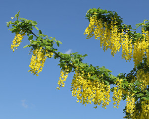 Fototapeta premium Laburnum vulgare