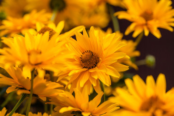 Helianthus divaricatus, rough sunflower or woodland sunflower