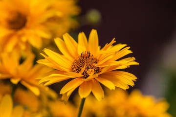 Helianthus divaricatus, rough sunflower or woodland sunflower