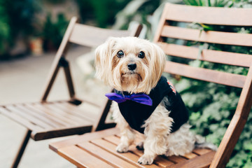 Photo of fluffy puppy on wooden chair, wears festive outfit, being present on special occasion. Pedigree dog. Beautiful animal outdoor © VK Studio