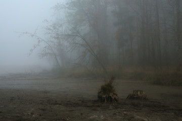 Tu był las © Tomek Kiecana