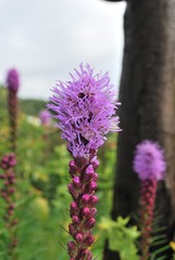 Liatra kłosowa,  Liatris spicata