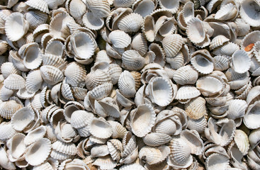 Dry and White Shell cocks from the sea in Thailand